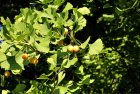VisiteDuParcArbresDAsie_visite-du-parc-arbres-d-asie.jpg
