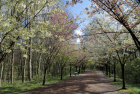 VisiteDuParcArbresEtArbustesDeChezNous2_visite-du-parc-arbres-et-arbustes-de-chez-nous.png