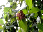 VisiteDuParcArbresEtArbustesDeChezNous_visite-du-parc-arbres-et-arbustes-de-chez-nous.jpg
