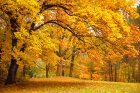 VisiteDuParcCouleursDAutomne_visite-du-parc-couleurs-d-automne.jpg