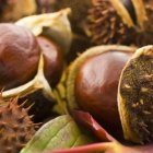 VisiteDuParcGrainesEtFruits_visite-du-parc-graines-et-fruits.jpg