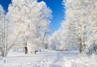 VisiteDuParcLArbreEnHiver2_visite-du-parc-l-arbre-en-hiver.jpg