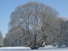VisiteDuParcLArbreEnHiver_arbre-en-hiver.jpg