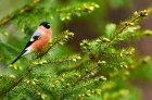 VisiteDuParcLArbreEtLOiseau_visite-du-parc-l-arbre-et-l-oiseau.jpg