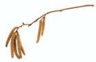 VisiteDuParcLeMondeDesBourgeons2_visite-du-parc-le-monde-des-bourgeons.png