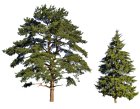 VisiteDuParcResineuxEtConiferes_visite-du-parc-coniferes-et-resineux.jpg