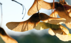 VisiteGratuiteDuParcGrainesEtFruits2_visite-gratuite-du-parc-graines-et-fruits.png