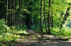 VisiteLaForetDeMariemont_depositphotos_81167744_petit.jpg