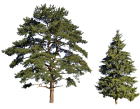 VisiteResineuxEtConiferes_visite-du-parc-resineux-et-coniferes.png