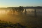 WeForetBrameChampignonsEnArdenne2_we-foret,-brame,-champignon-crie.jpg