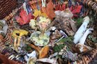 WeForetBrameEtChampignons_crie-we-foret-brame-champignons-4.jpg