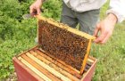 bf_imageAtelier_apiculture_reduit.jpg