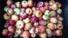 bf_imageAtelier_jardin_fruitier2.jpg
