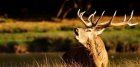 bf_imageBrame_du_cerf.jpg