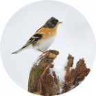 bf_imageLes-oiseaux-dhiver-150x150.jpg