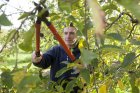 bf_imageTaille-des-arbres-fruitiers.jpg