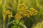 bf_imageToutes-les-couleurs-sont-dans-la-nature.jpg