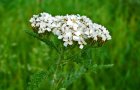 bf_imageTrousse-naturelle-pour-soigner-les-petits-bobos.jpg