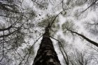 bf_imageagenda_stage_foret1_250px.JPG