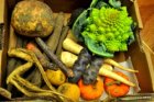bf_imageagenda_stage_legumes_250px.JPG