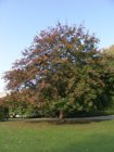 bf_imagearbre_automne.jpg