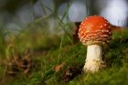 bf_imagechampignon.jpg