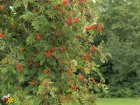 bf_imagesorbier_sorbus-aucuparia_11.jpg