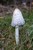 Balade: A la découverte des champignons