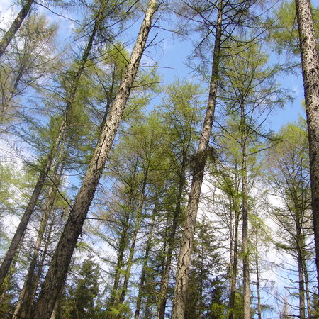 Balade: Les arbres et la forêt