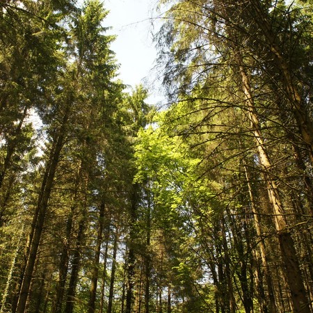 Balade nature: Le travail du forestier