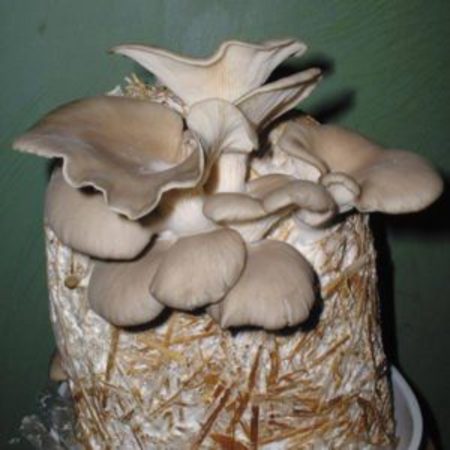 Culture de champignons sur buches de bois