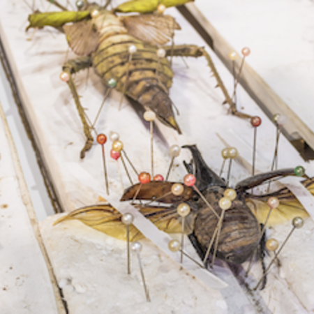 Stage 'Le monde des insectes - Labo d'entomologie' pour les 12-16 ans