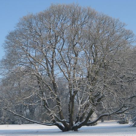 Visite du Parc "L'arbre en hiver"