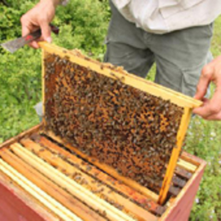 Introduction à l’apiculture