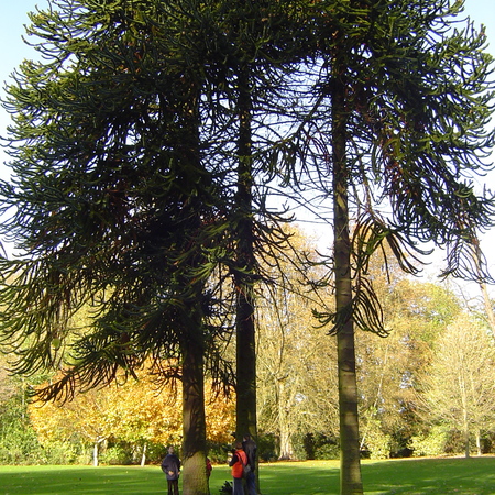 Visite gratuite du parc "Sur les traces de Linné"