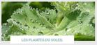 formationlasplantessauvages_plantes-soleil.jpg